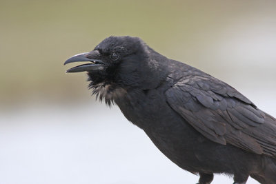 Fish Crow