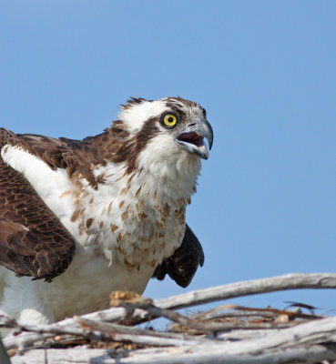 Osprey