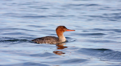 Red-breasted Merganser ( f)