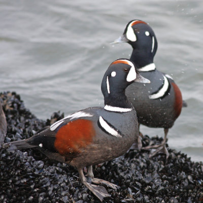 Harlequin Ducks