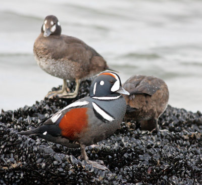 Harlequin Ducks