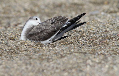 Sabine's Gull (juvenile)