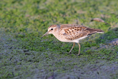 Least Sandpiper