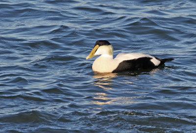 Common Eider