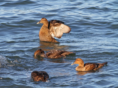 Common Eiders