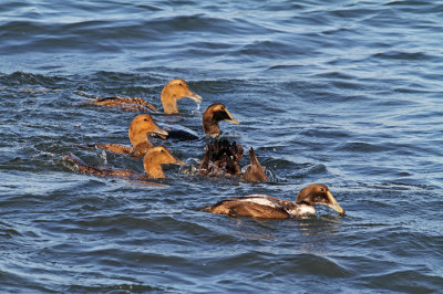 Common Eiders