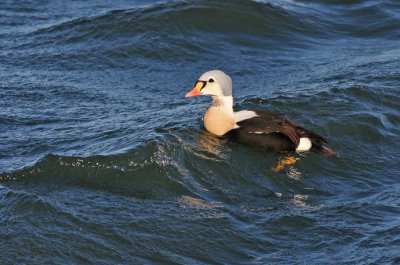 King Eider