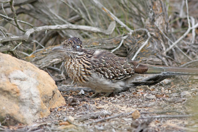 Roadrunner