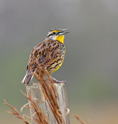 Eastern Meadowlark