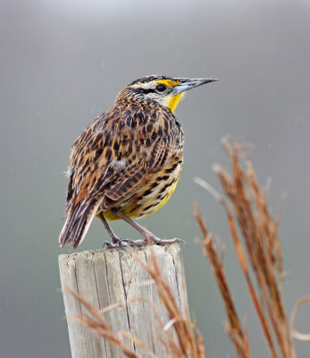 Eastern Meadowlark