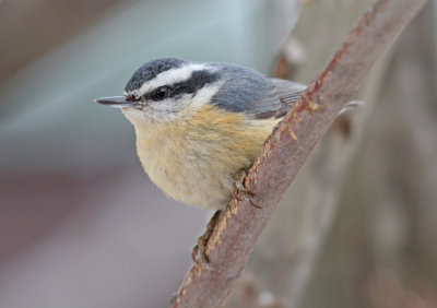 Red-breasted Nuthatch