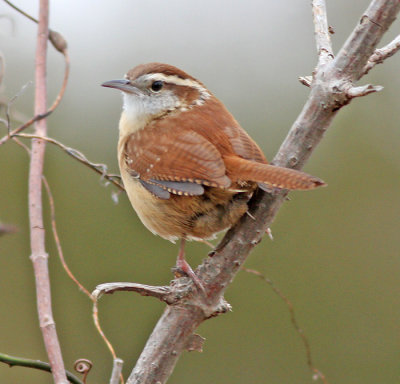 Carolina Wren