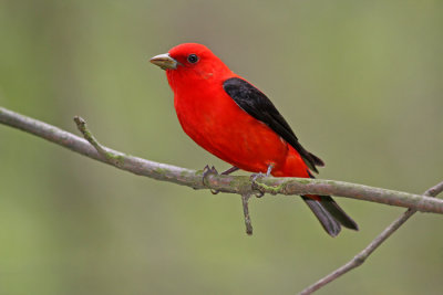 Scarlet Tanager