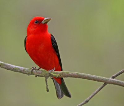 Scarlet Tanager