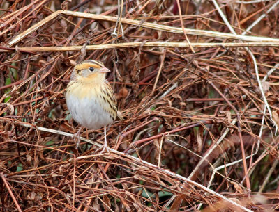 LeConte's Sparrow