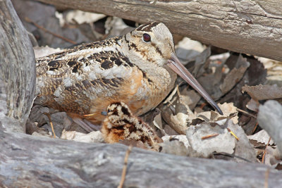 American Woodcock