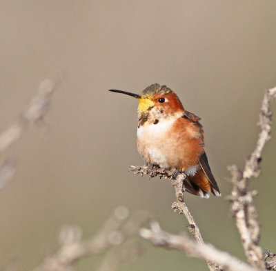 Selasphorus hummingbird