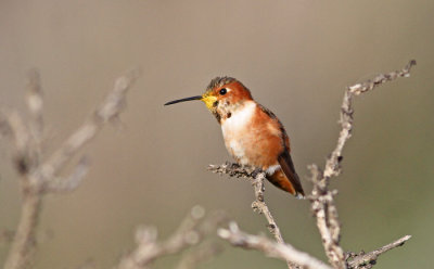 Selasphorus hummingbird