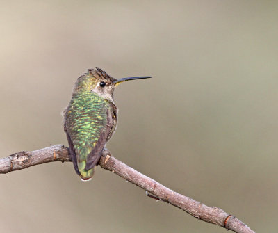 hummingbird sp.