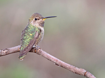 hummingbird sp.
