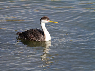 Western Grebe