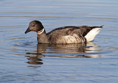 Black Brant