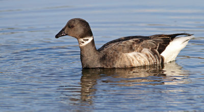 Black Brant