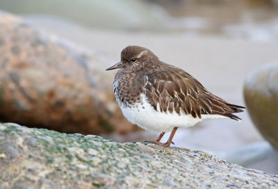 Black Turnstone