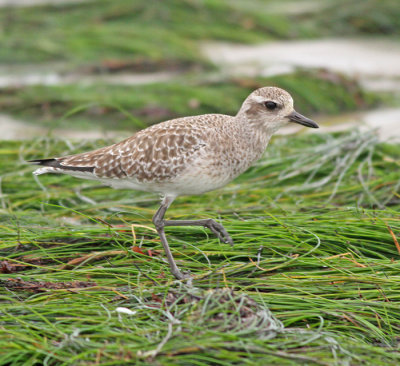 Black-bellied Plover 