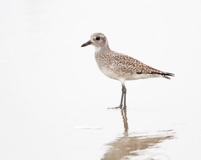 Black-bellied Plover 