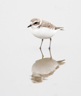 Snowy Plover