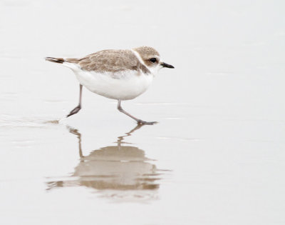 Snowy Plover