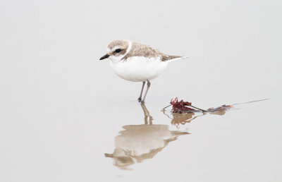 Snowy Plover