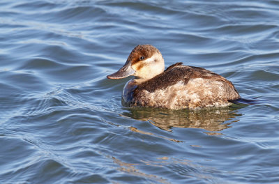 Ruddy Duck