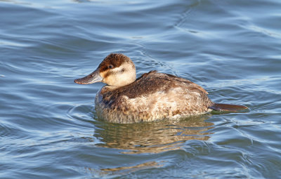 Ruddy Duck