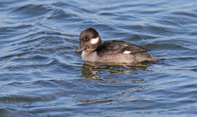 Bufflehead