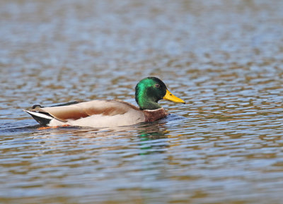 Mallard