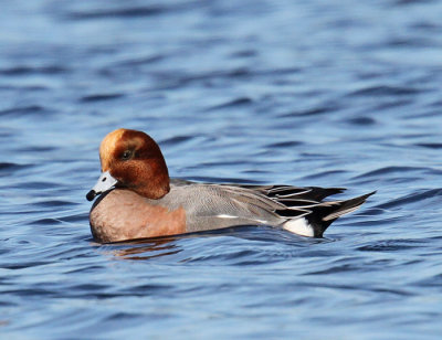 Eurasian Widgeon