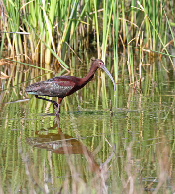 White-faced Ibis