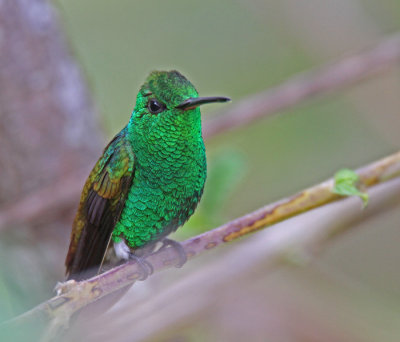 Copper-rumped Hummingbird