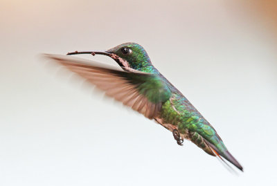 Black-throated Mango