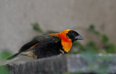 Black Bishop