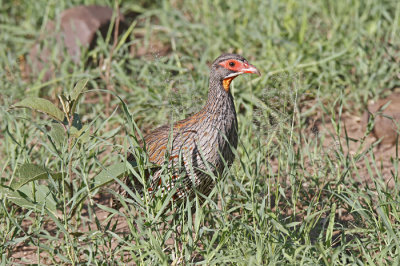 Grey-brested Spurfowl (Tanzania endemic)
