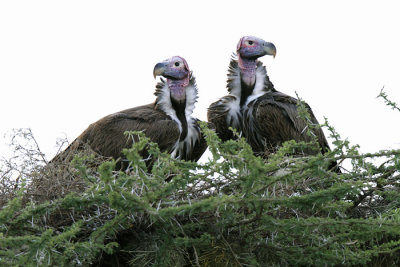 Lappet-faced Vulture