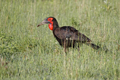 Southern Ground Hornbill