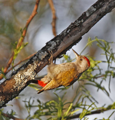Eastern Grey Woodpecker