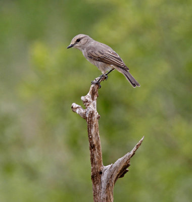 African Grey Flycatcher