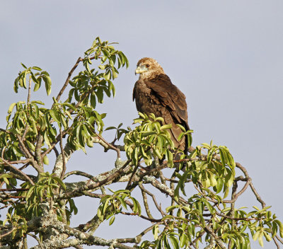 Yellow-billed Kite