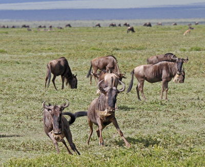 Wildebeest