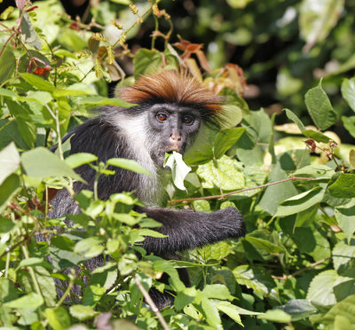 Tanzania Mammals  2015